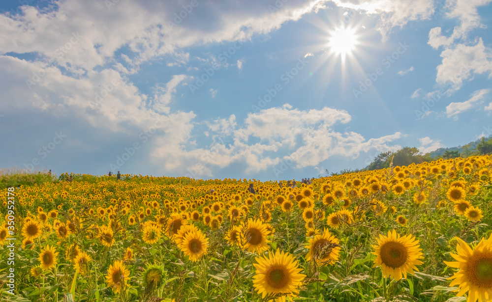 Obraz premium sunflower
