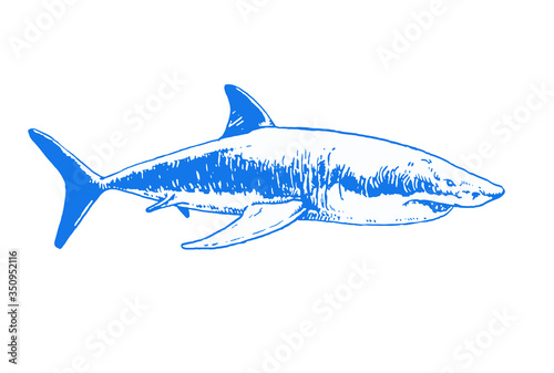 Graphical blue shark isolated on white background, vector colour illustration, tattoo