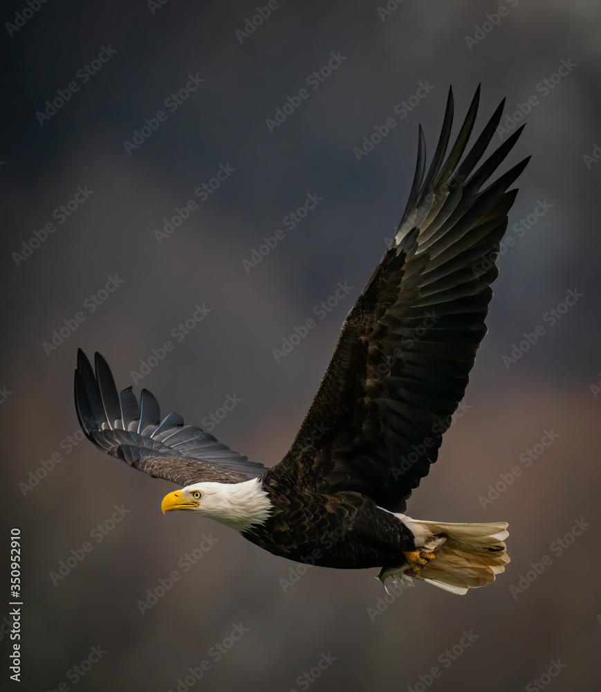 Fototapeta premium Close up side view of a Bald Eagle flying in dark background above the Susquehanna River in Maryland