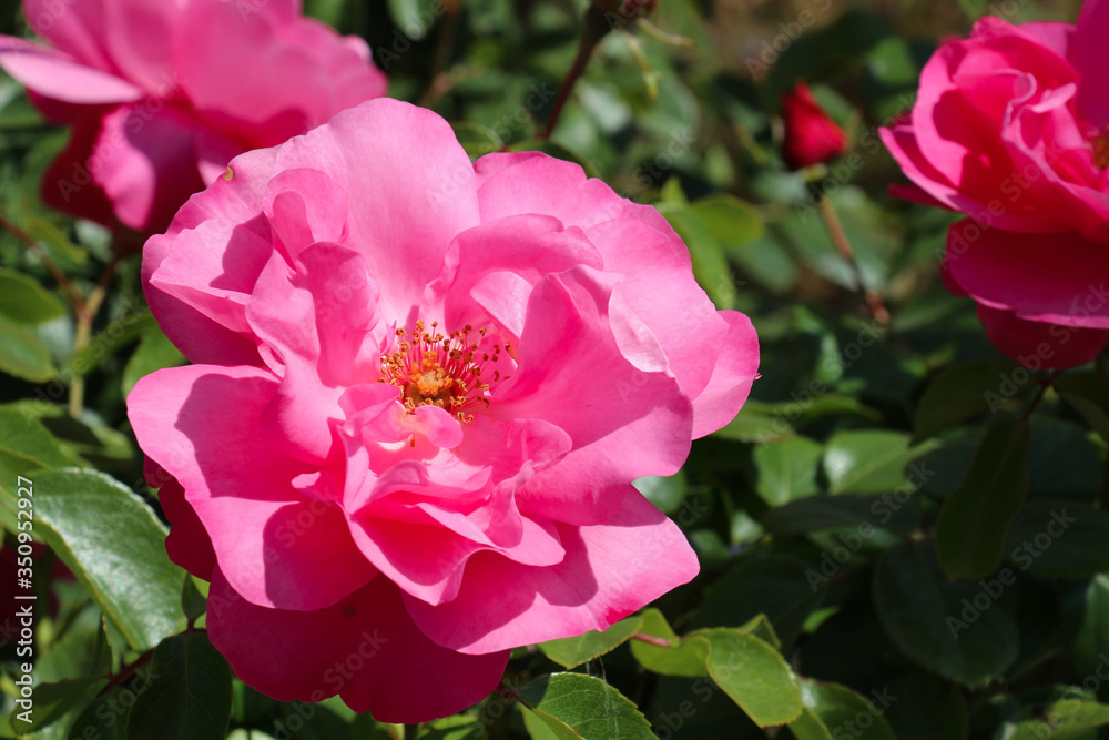 Obraz premium la rose d'amour