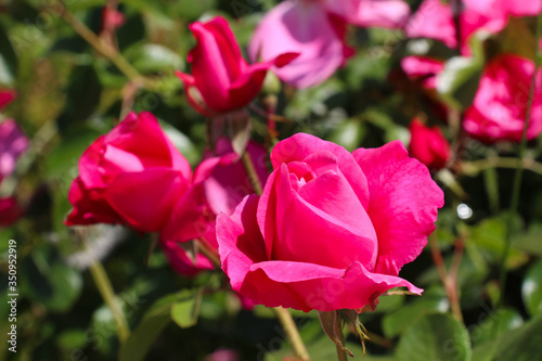 la rose d'amour