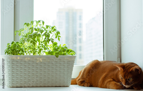 Green seedlings on the windowsill and ginger cat near. Tomatoes, arugula, basil