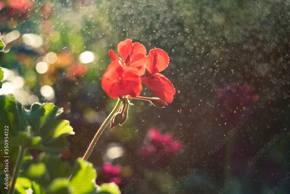 Obraz premium A beautiful red flower with soaring bokeh. Close-up of the beauty of buds backlit by sunlight. On blured backdrop is a copy space. Amazing magic postcard with copy space on right.
