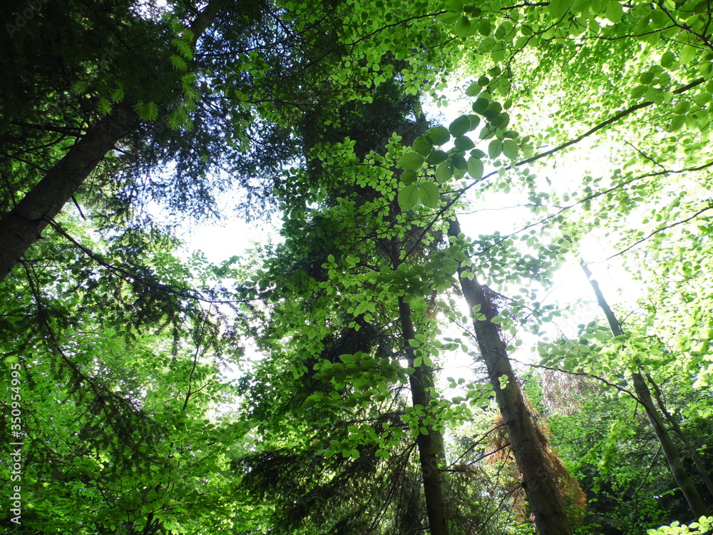 Fototapeta premium Forest