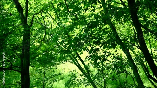 風に揺れる新緑の動画