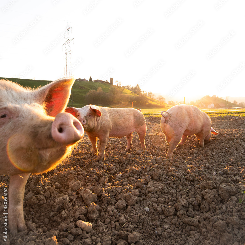 Pigs eating on a meadow in an organic meat farm - wide angle lens shot Pigs eating on a meadow in an organic meat farm - wide angle lens shot