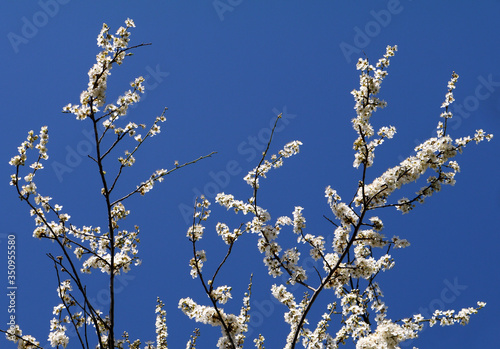 Flowering branches of a tree. Spring white flowers.