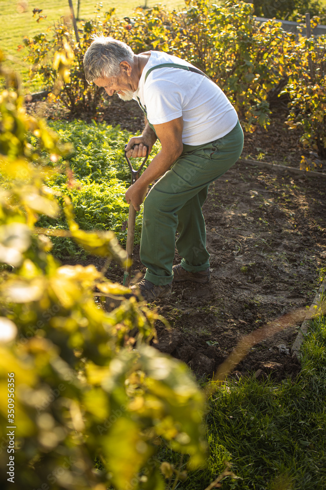 Senior gardener gardening in his permaculture garden - turning over the soil in his garden with a spade Senior gardener gardening in his permaculture garden - turning over the soil in his garden with a spade