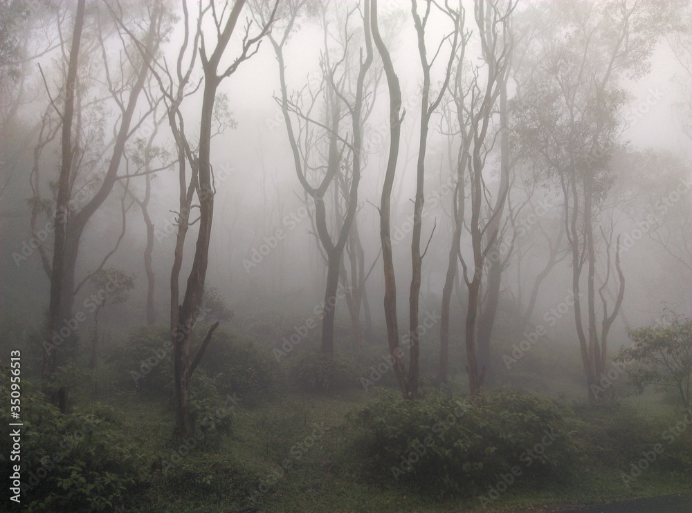 fog in the forest ponmudi hill station Trivandrum Kerala fog in the forest ponmudi hill station Trivandrum Kerala