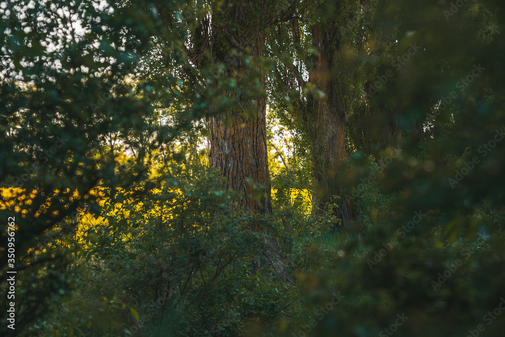 Spring green forest, big trees among bushes, sunny day Spring green forest, big trees among bushes, sunny day