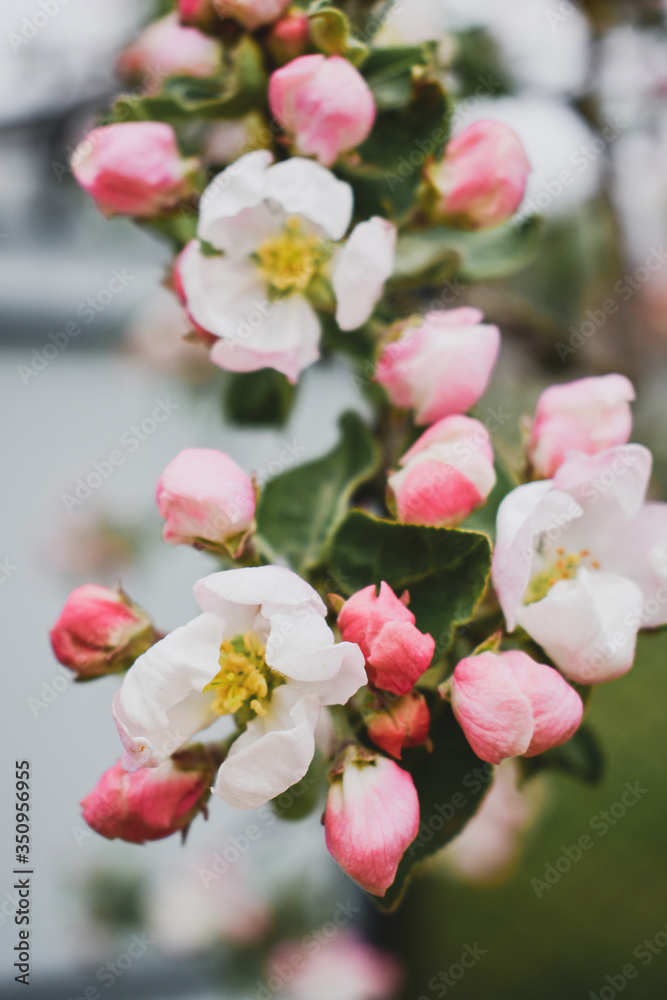 flowering branch of apple tree