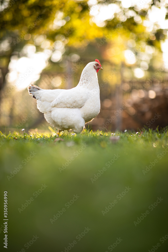 Obraz premium Hen in a farmyard (Gallus gallus domesticus)