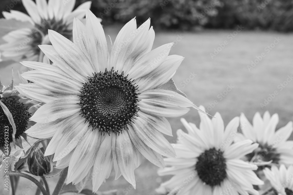 yellow sunflower in your atumn garden