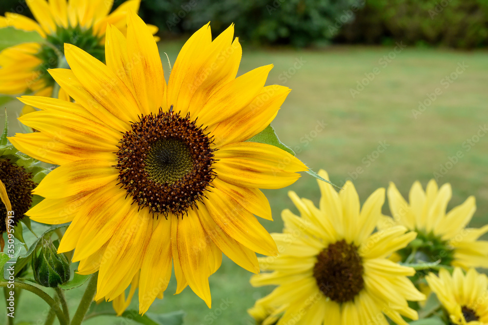 Fototapeta premium yellow sunflower in your atumn garden