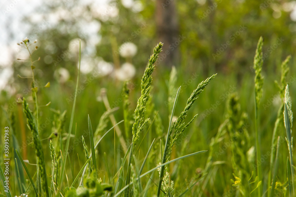 Blooming grass on a green background, spring mood