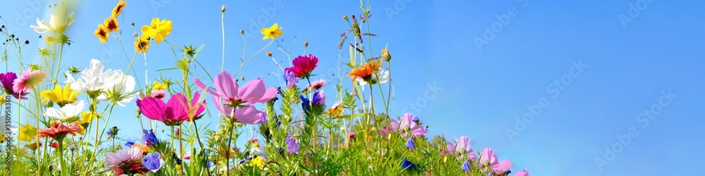 colorful wildflower meadow with blue sky and sunshine - floral summer background banner with copy space - obrazy, fototapety, plakaty 