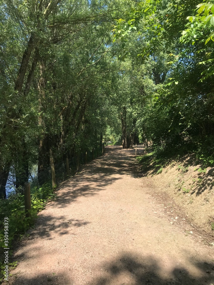 Fototapeta premium path in the woods