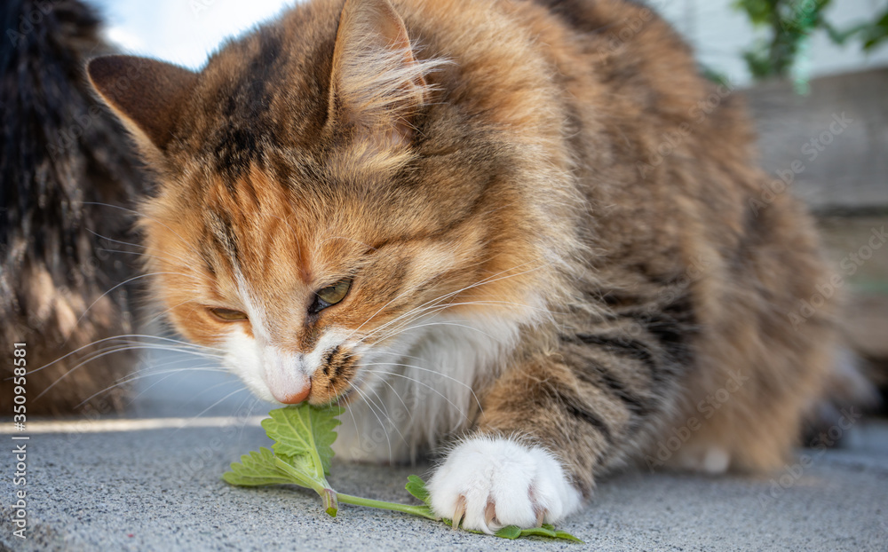 Cute fluffy cat chewing on catnip leaves, outdoors. Front portrait of longhair, multicolored
