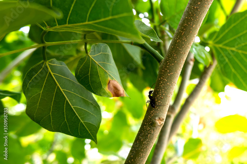 millettia pinnata tree hosts many insects photo