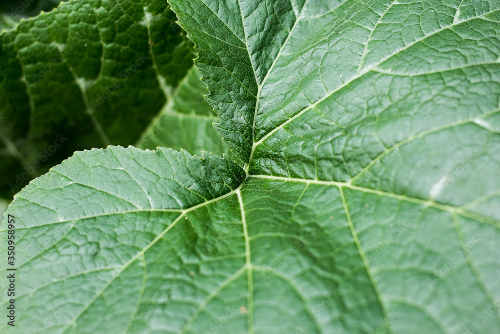 Green leaf of Yellow pumpkin plant Green leaf of Yellow pumpkin plant
