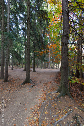 Szeroka ścieżka w lesie, między wysokimi drzewami iglastymi, w oddali jesienne drzewa liściaste z kolorowymi liśćmi