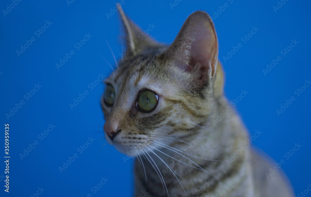 portrait photography of a beautiful cat with green eyes with a blue background portrait photography of a beautiful cat with green eyes with a blue background