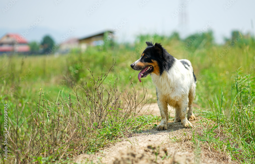 Dog walking in paddy rice farm Dog walking in paddy rice farm