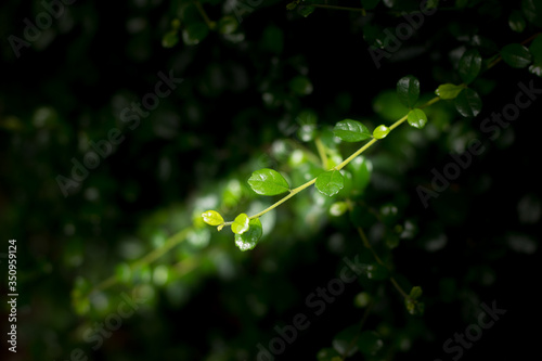 Green leaf of Duranta repens tree