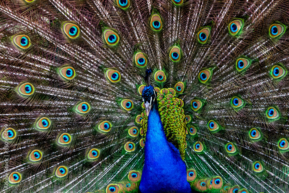 Fototapeta premium a peacock showing its tail feathers