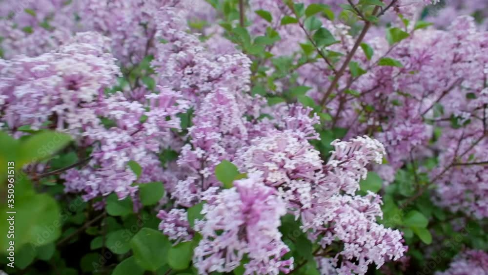 Movement between lilac inflorescences, closeup. Lilacs cause human allergies. Some highly fragrant flowers can be an irritant with their potent scents. Best enjoyed outdoors and not brought inside. Movement between lilac inflorescences, closeup. Lilacs cause human allergies. Some highly fragrant flowers can be an irritant with their potent scents. Best enjoyed outdoors and not brought inside.