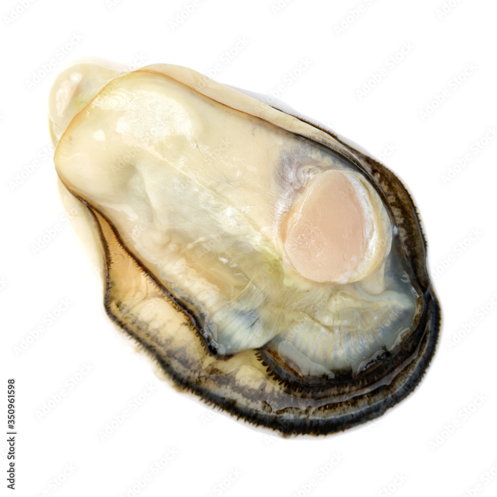 Fresh opened oyster on white background Fresh opened oyster on white background