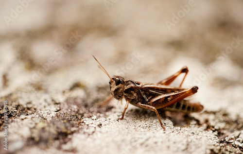 Nice grasshopper on a brown backgorunds in summertime © valeale2014