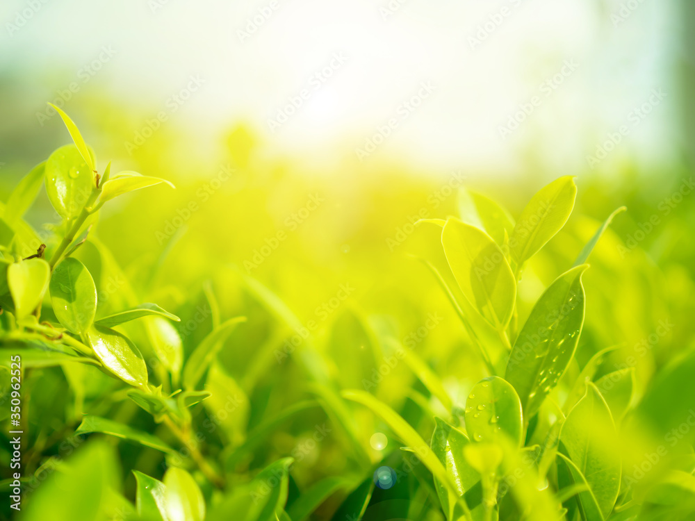 fresh green leaves nature for background