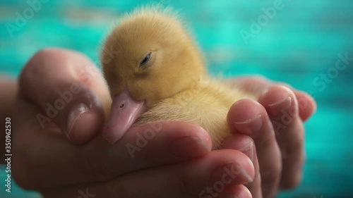 A small, newborn duckling falls asleep in his arms, close-up.Blue background. Yellow, Domestic duckling sleeping on his hands.