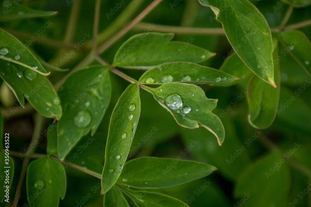 Drop of water on a green leaf of a peony. Garden culture, care for flowering plants. Drop of water on a green leaf of a peony. Garden culture, care for flowering plants.