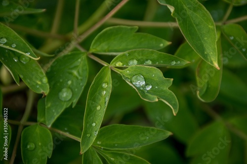 Drop of water on a green leaf of a peony. Garden culture, care for flowering plants.