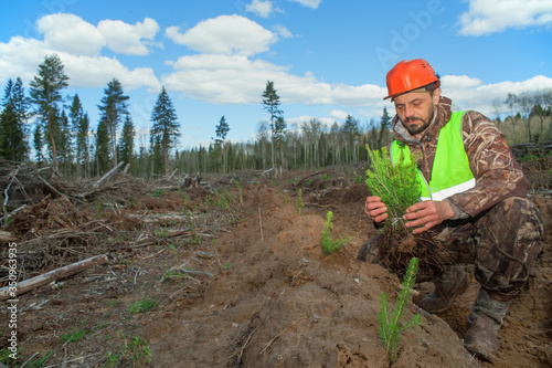 Forest worker holds seedlings in his hands. A forester is planting trees at the site of a cut down forest. Ecologist works in the forest.