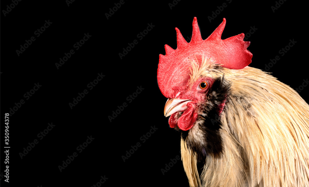Portrait of a multicolored rooster close up isolated black
