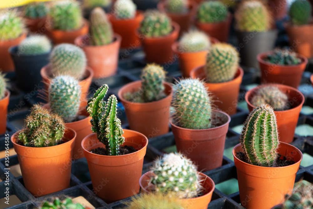 Small decorative pots with flowers cacti. View from above. Decor with fresh flowers. Home Flowers Small decorative pots with flowers cacti. View from above. Decor with fresh flowers. Home Flowers