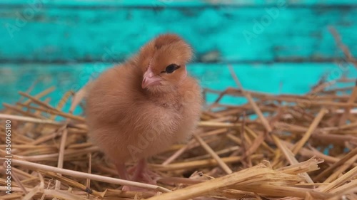 Close up. A small, newborn chick in a nest in the straw stands and looks at the camera, the warm tone of the video, the blue background.