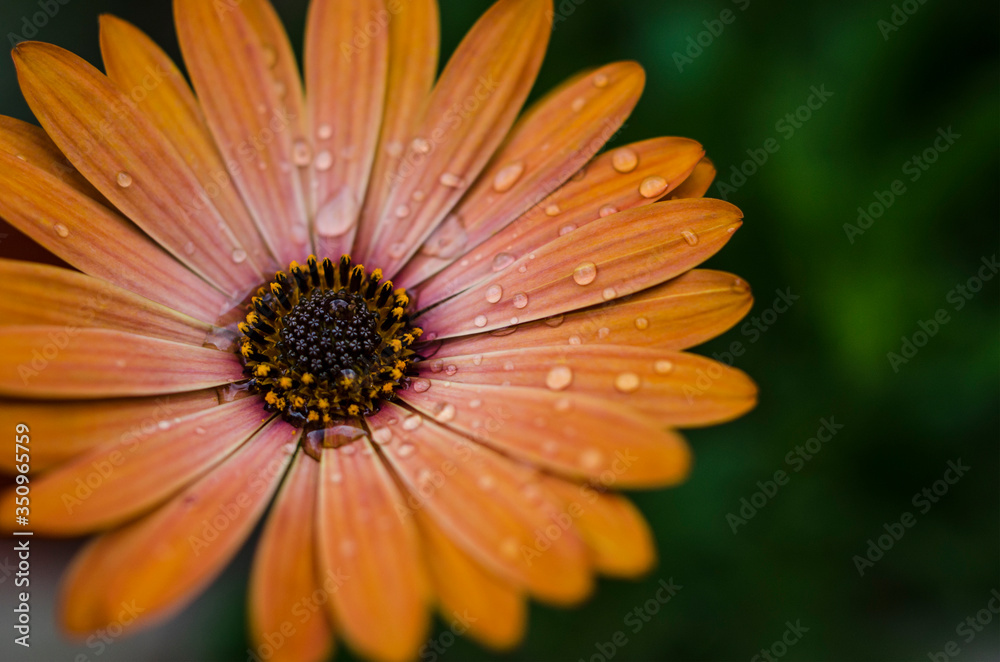 Flora naranja Flora naranja