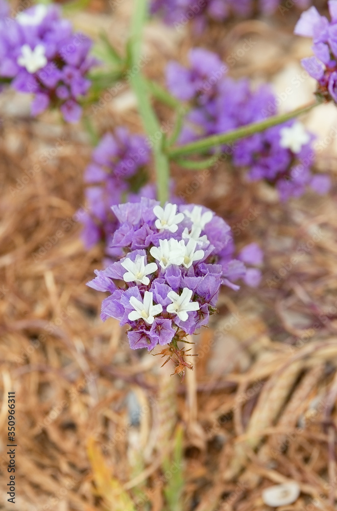 Obraz premium beautiful, small, purple flowers