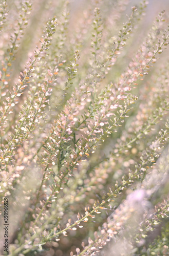 lavender field in spring