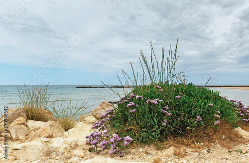 beautiful purple flowers on a background of the sea