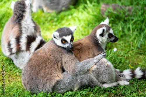 Lemur's up close sitting on grass © david