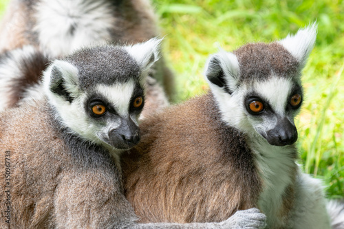 Lemur's up close