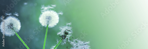 Dandelion seeds blooming in a field in spring, on a background of green and turquoise. Romantic dreamy image. Desktop wallpapers, postcard. Banner.