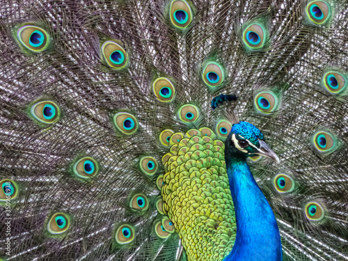 Fototapeta Naklejka Na Ścianę i Meble -  Peacock close-up with feathers behind