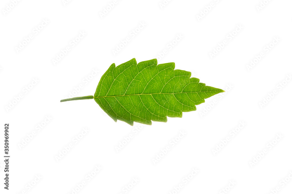 Fototapeta premium Isolated leaf texture in White Background