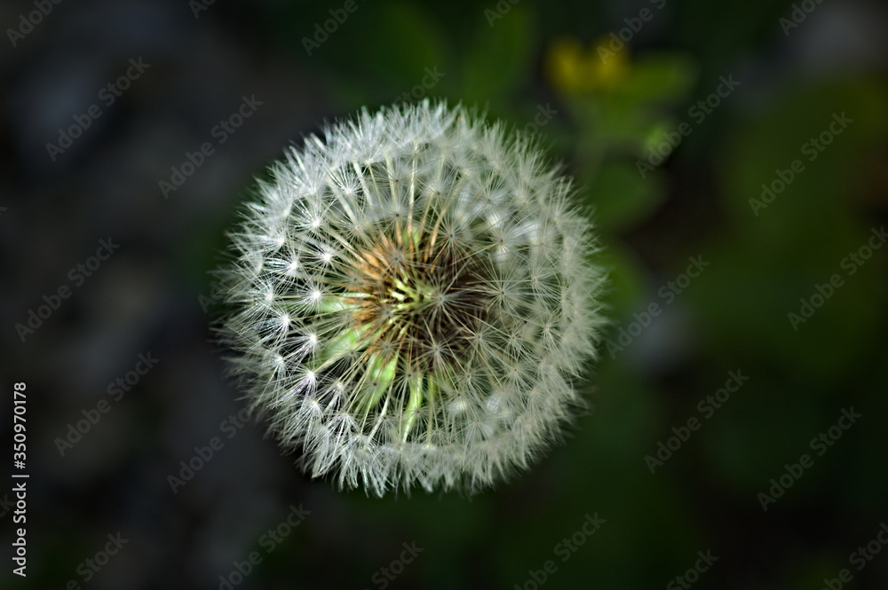 dandelion seed head